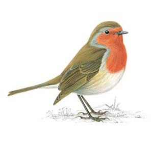 300x281 are you a robin or a magpie - Red Robin Bird Drawing