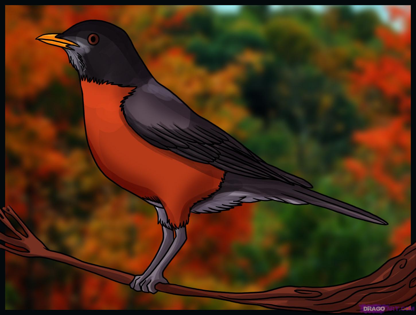 1450x1100 How To Draw A Robin, Step - Red Robin Bird Drawing