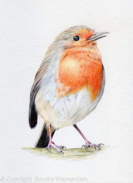 435x600 Red Robin - Red Robin Drawing