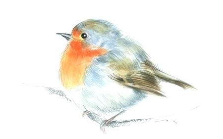 Red Robin Drawing at PaintingValley.com | Explore collection of Red ...