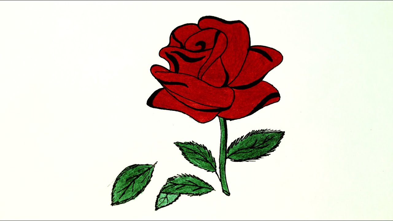 1280x720 How To Draw Red Rose !! - Red Rose Drawing
