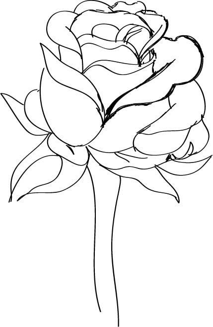 429x658 How To Draw A Red Rose Steps - Red Rose Drawing