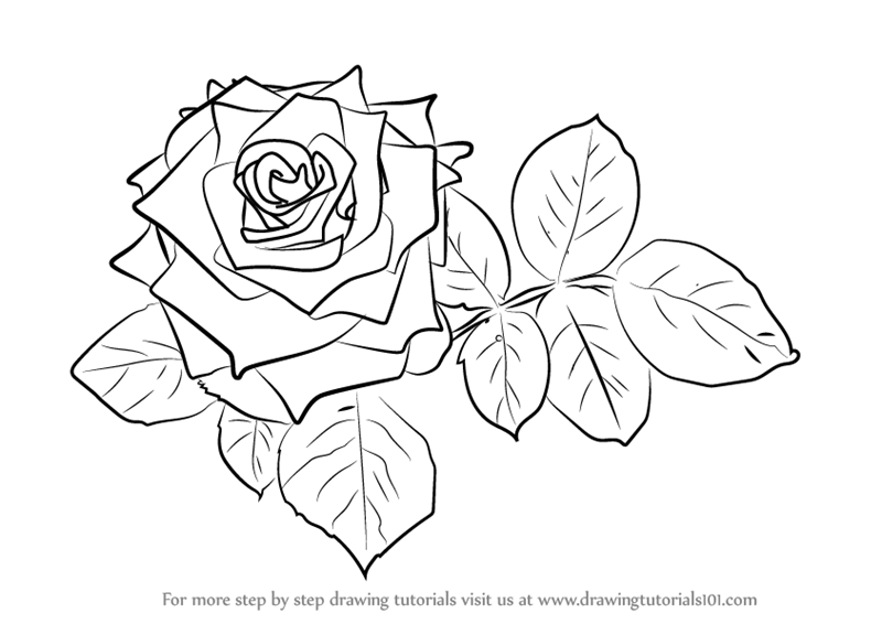 800x566 Learn How To Draw Red Rose - Red Rose Drawing