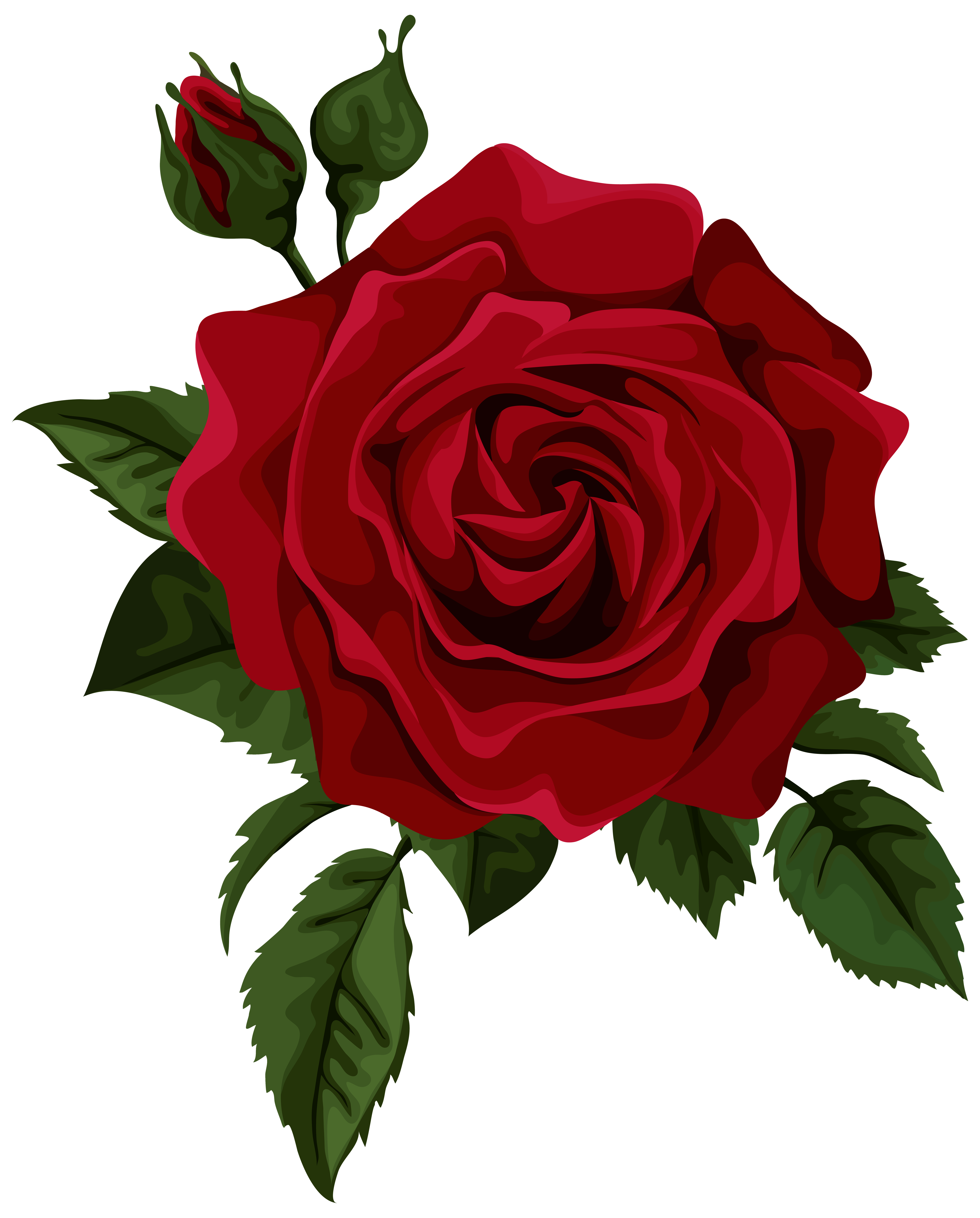 5632x7000 roses red rose with bud transparent clip art picture rose - Red Rose Drawing