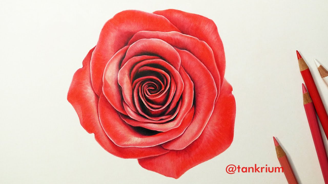 1280x720 Knumathise Realistic Red Rose Drawing Images - Red Rose Drawing