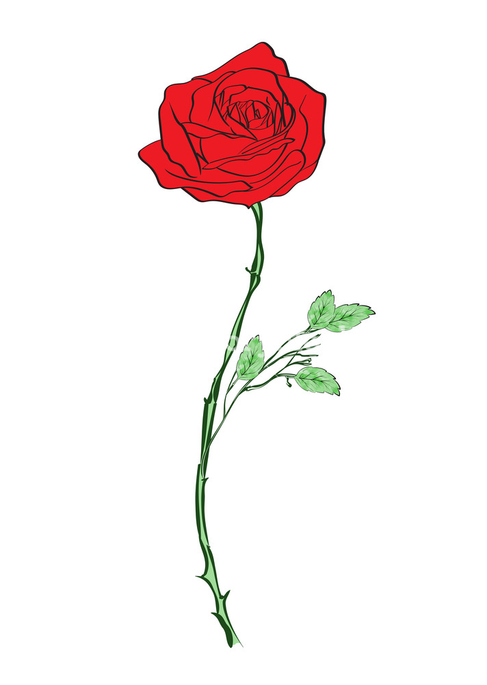 712x1000 Deep Red, Ruby Rose Flower With Green Leaves, Sketch Style Vector - Red Rose Drawing