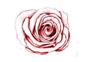 300x208 Framed Print - Red Rose Drawing