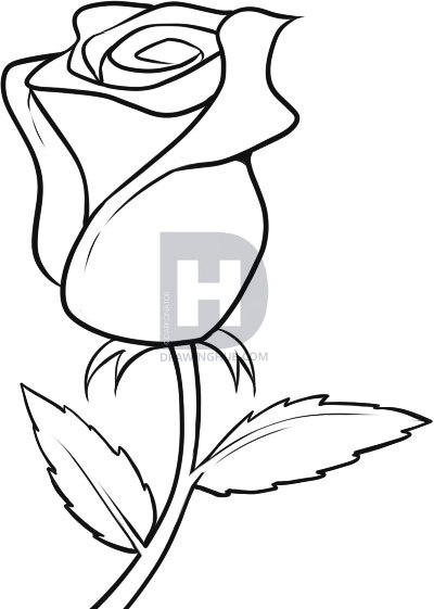 400x561 How To Draw A White Rose, Step - Red Rose Drawing Step Step
