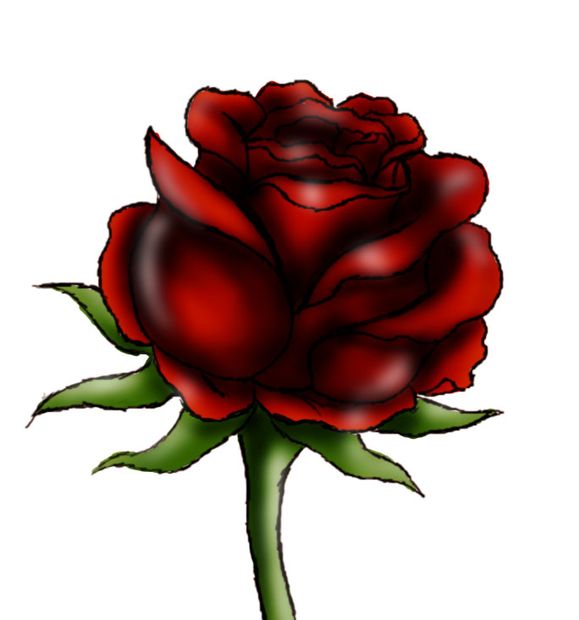 579x620 How To Draw A Red Rose Steps - Red Rose Drawing Step Step