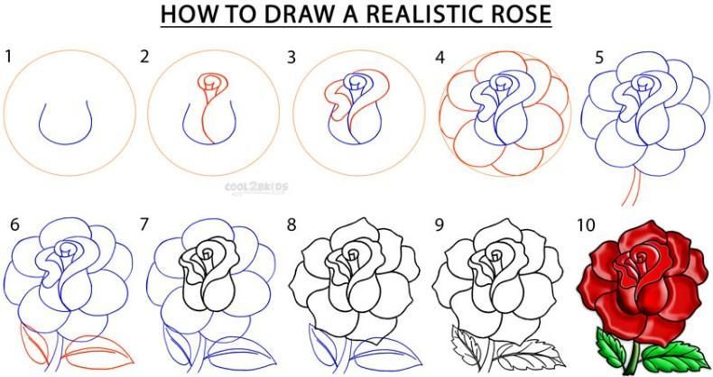 790x418 how to draw a rose all information about how to draw a rose step - Red Rose Drawing Step Step