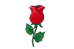 300x200 How To Draw A Rose Step - Red Rose Drawing Step Step