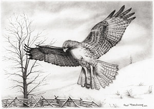 300x213 Red Tail Hawk Drawing - Red Tailed Hawk Drawing