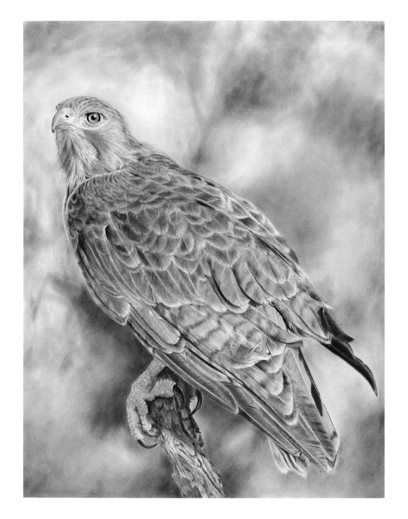 794x1010 Red Tail Hawk Signed Art Print Of Pencil Drawing Etsy - Red Tailed Hawk Drawing