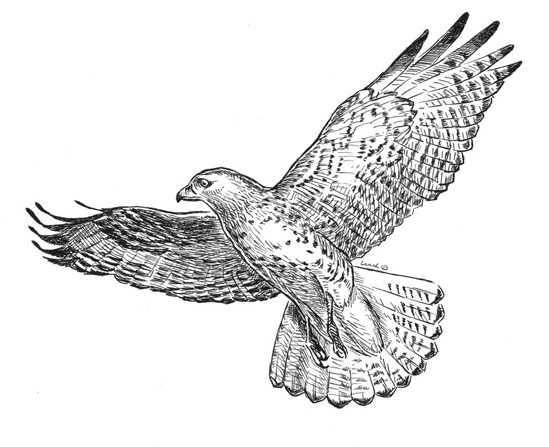800x652 Red Tailed Hawk - Red Tailed Hawk Drawing