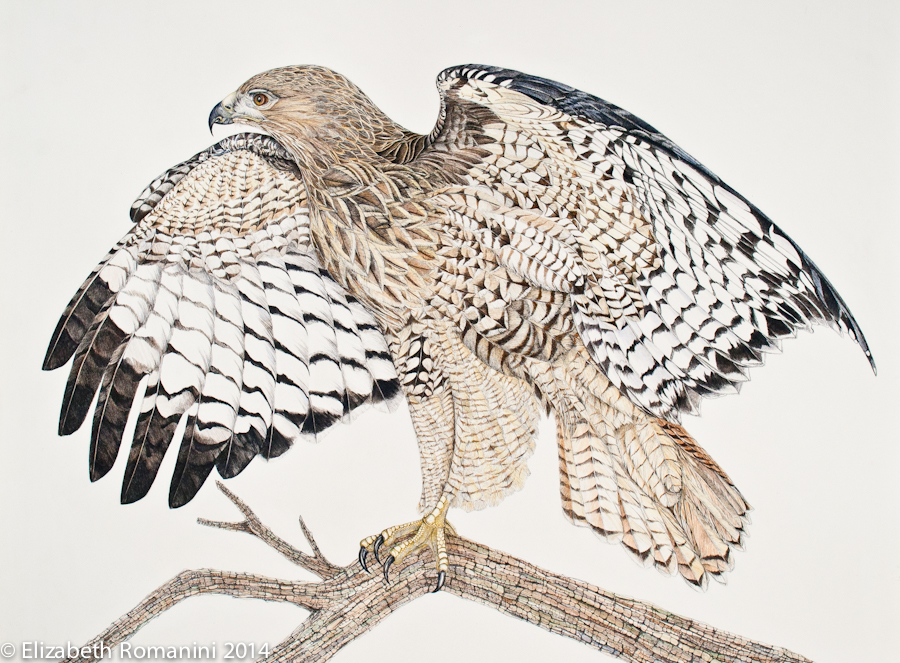 Red Tailed Hawk Drawing at PaintingValley.com | Explore collection of