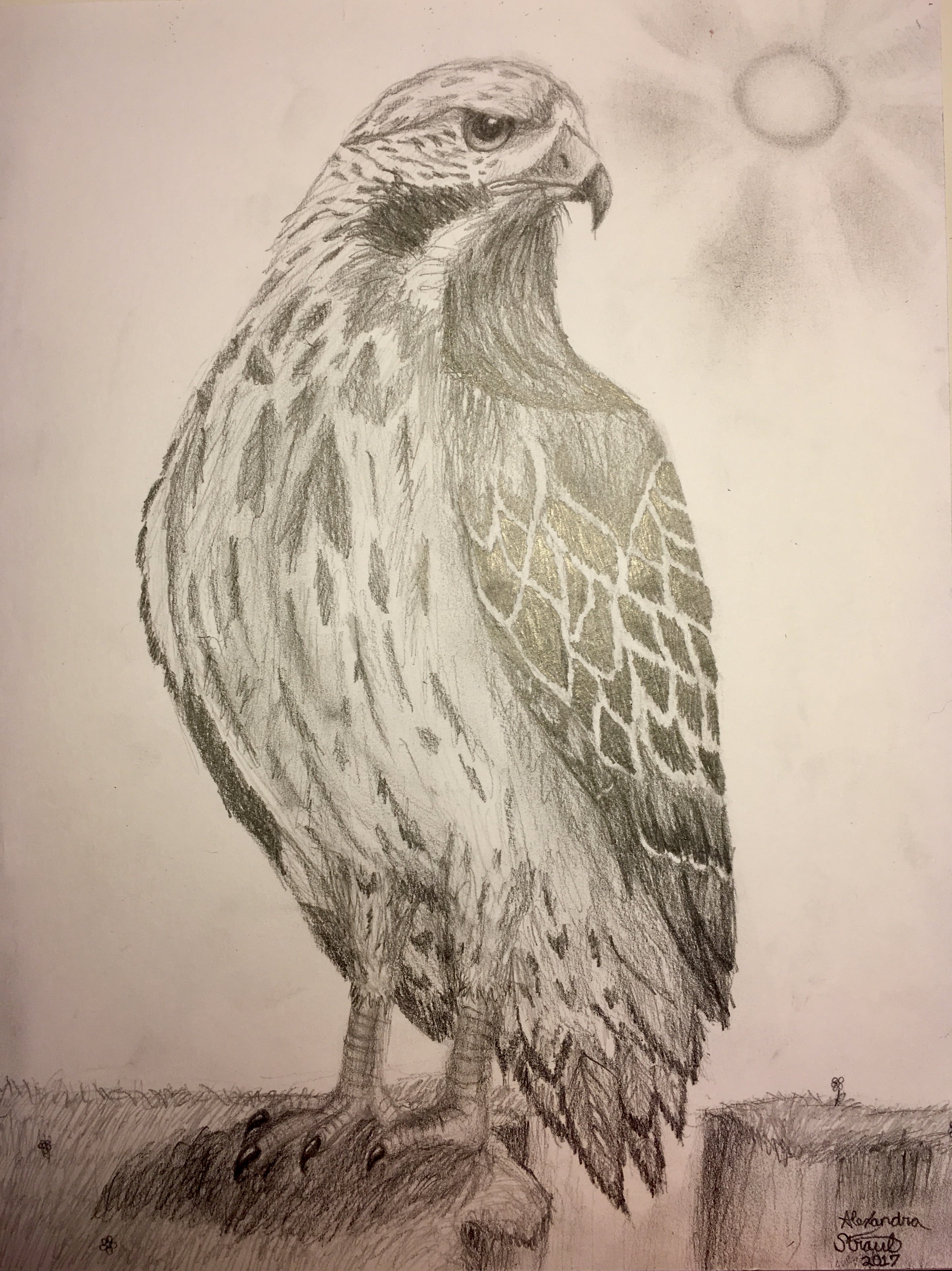 2886x3851 Red Tailed Hawk Drawing - Red Tailed Hawk Drawing