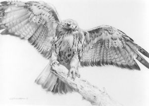 300x214 Carl Brenders Red Tailed Hawk With Open Wings Original Pencil - Red Tailed Hawk Drawing