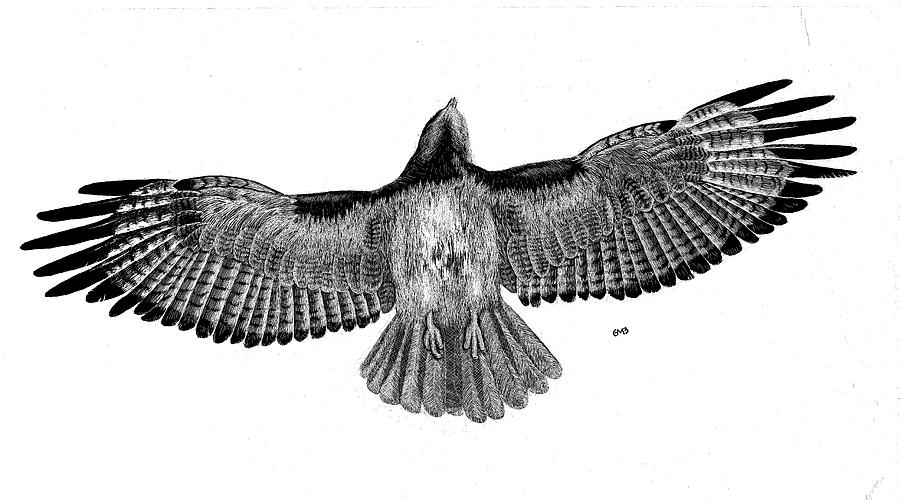 900x500 Red Tailed Hawk Drawing - Red Tailed Hawk Drawing