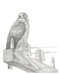 240x300 Red Tailed Hawk Drawing - Red Tailed Hawk Drawing