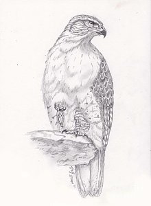 220x300 Red Tailed Hawk Drawing - Red Tailed Hawk Drawing