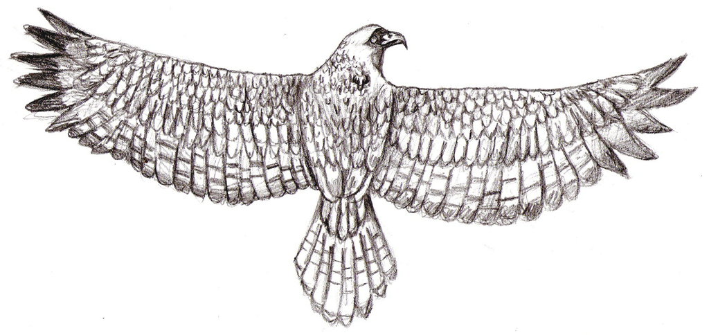 Red Tailed Hawk Drawing At Explore Collection Of