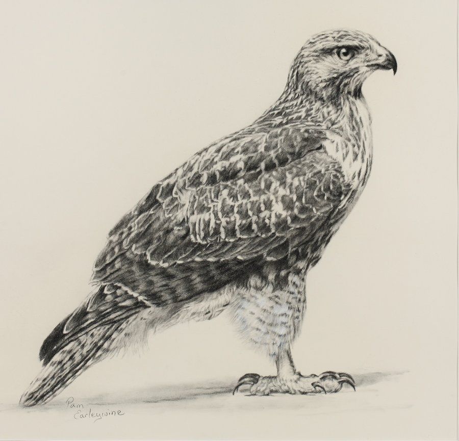 900x865 Red Tailed Hawk - Red Tailed Hawk Drawing