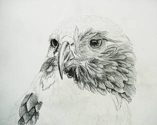 314x250 Red Tailed Hawk Drawing - Red Tailed Hawk Drawing