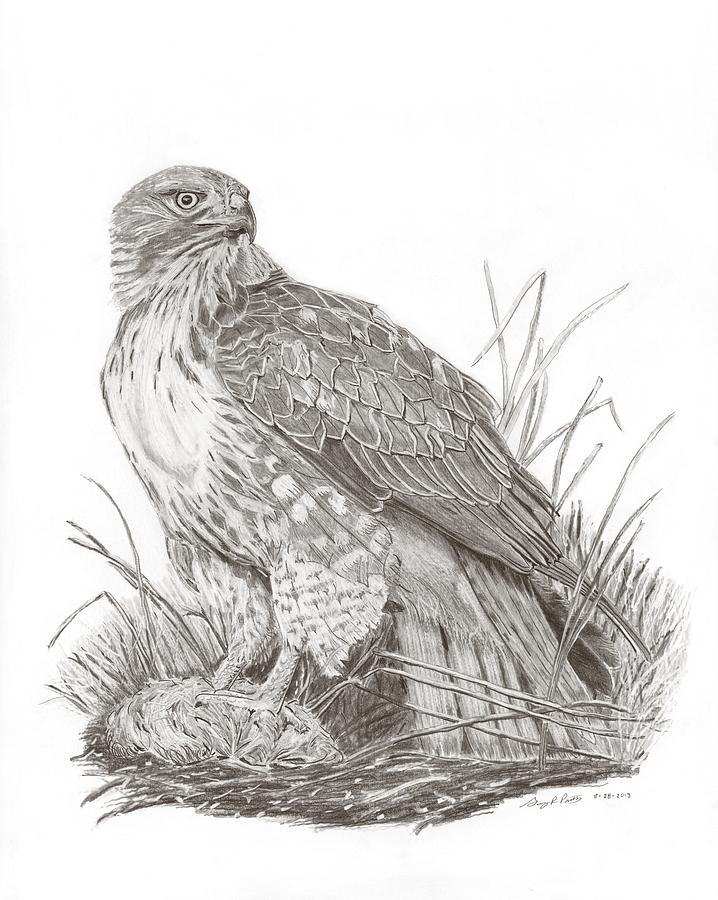 718x900 Red Tailed Hawk Drawing - Red Tailed Hawk Drawing