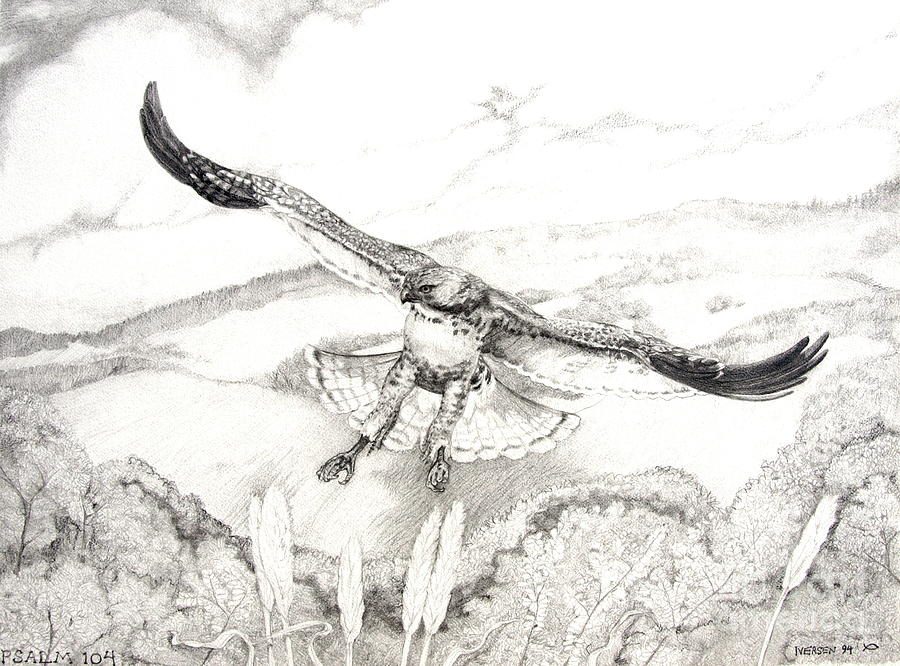900x666 red tailed hawk of psalm drawing - Red Tailed Hawk Drawing