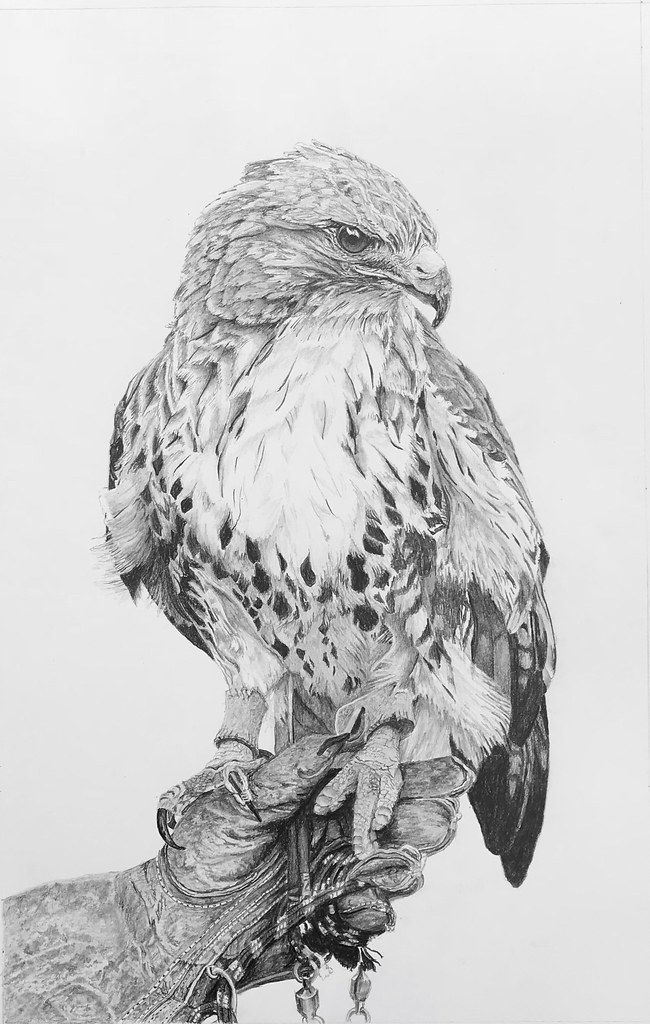 650x1024 Red Tailed Hawk - Red Tailed Hawk Drawing