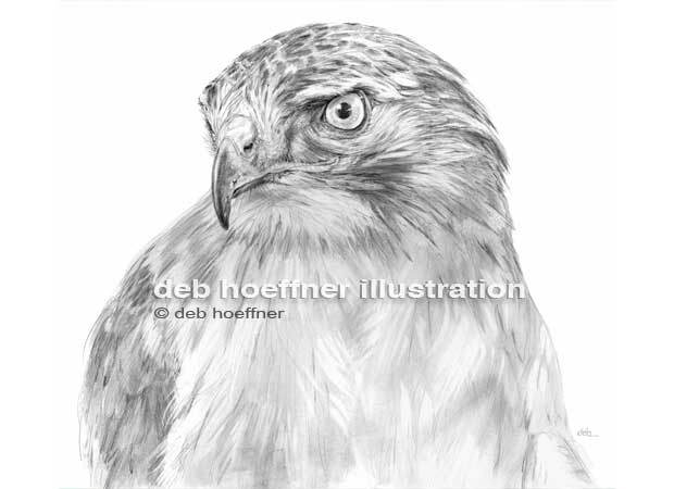 620x450 Red Tailed Hawk Drawing In Soft, Realistic Black And White Pencil - Red Tailed Hawk Drawing