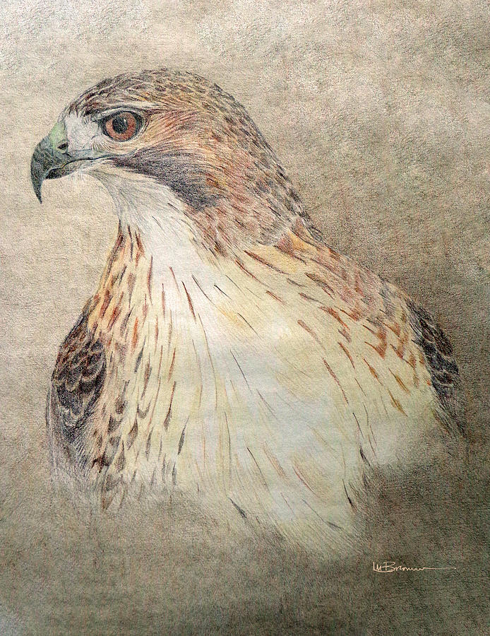 694x900 Study Of The Red Tail Hawk Drawing - Red Tailed Hawk Drawing