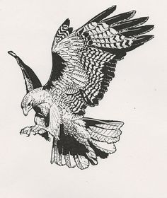 236x280 Red Tail Hawk Drawing - Red Tailed Hawk Drawing