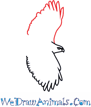 300x350 How To Draw A Red Tailed Hawk - Red Tailed Hawk Drawing