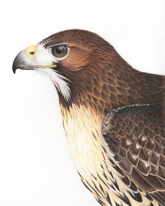 570x712 Print Red Tailed Hawk Art Drawing Colored Pencil Bird Birds Etsy - Red Tailed Hawk Drawing