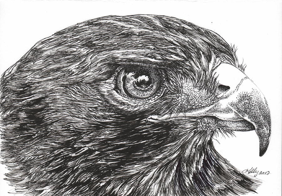 900x627 Red Tail Hawk Drawing - Red Tailed Hawk Drawing