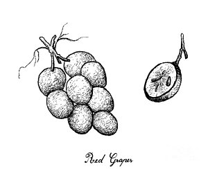 300x244 red vines drawings fine art america - Red Vines Drawing