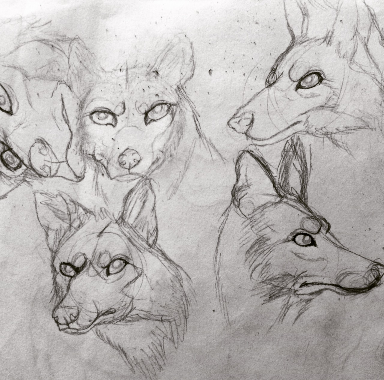 1280x1267 Red Wolf Sketch Study - Red Wolf Drawing