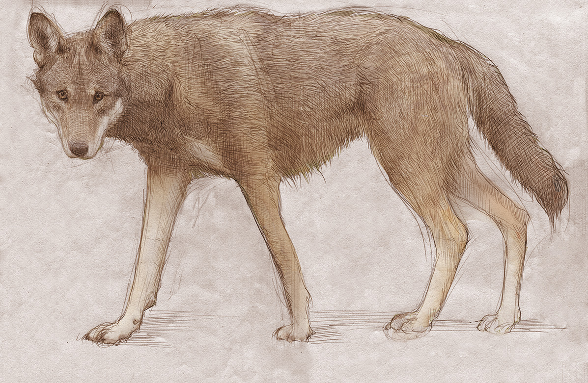 Red Wolf Drawing at Explore collection of Red Wolf