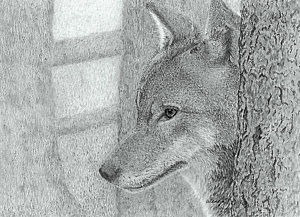 300x217 red wolves drawings - Red Wolf Drawing