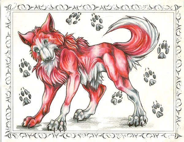 600x462 Red Wolf Drawing - Red Wolf Drawing