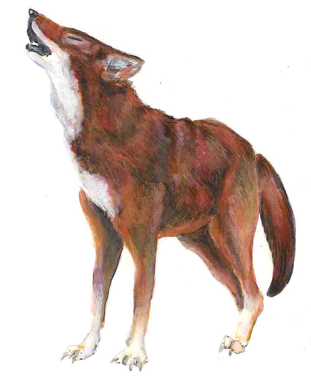 997x1212 wolves anntogether - Red Wolf Drawing