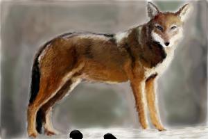 300x200 How To Draw A Red Wolf - Red Wolf Drawing