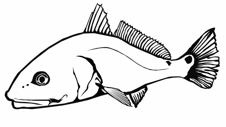 Redfish Drawing