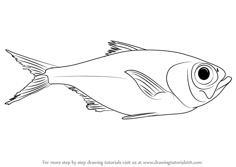 800x566 Learn How To Draw A Redfish - Redfish Drawing