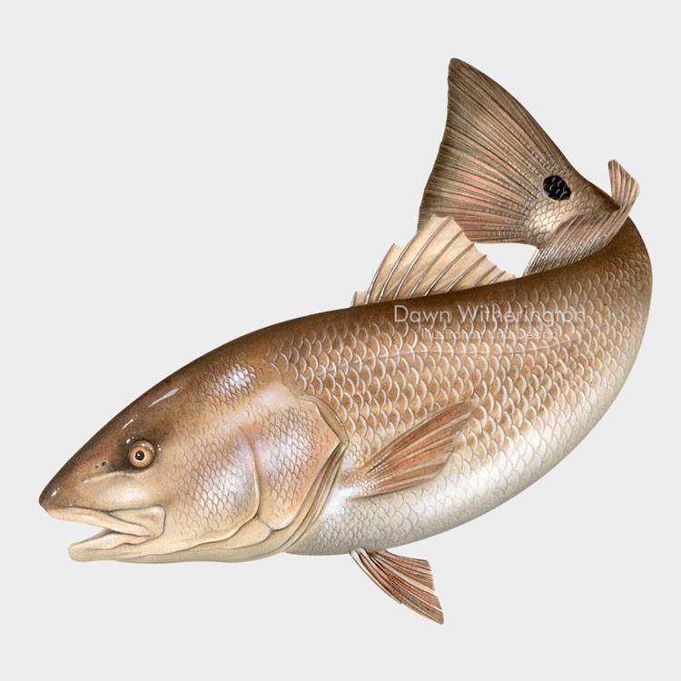 750x750 Red Drum - Redfish Drawing