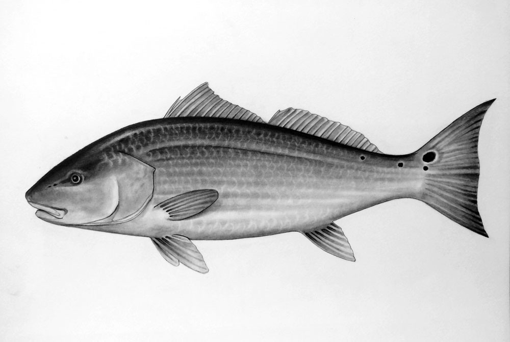 Redfish Drawing at Explore collection of Redfish