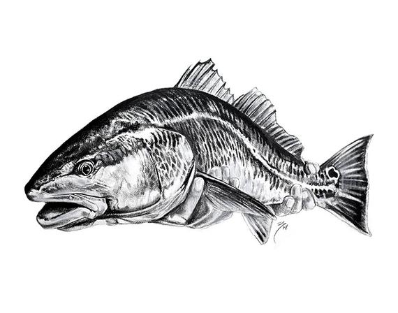 Redfish Drawing At Explore Collection Of Redfish