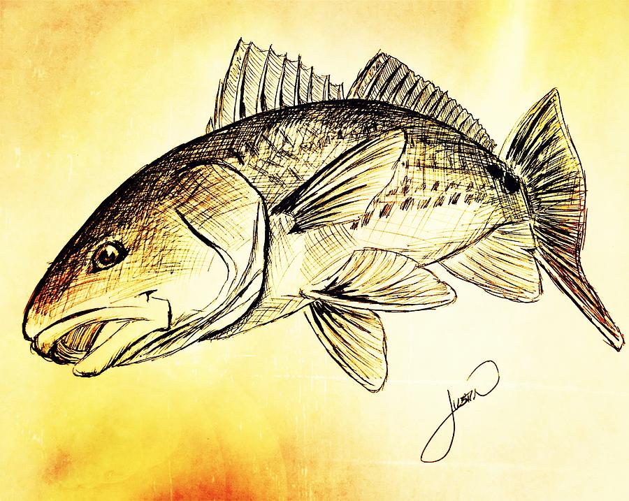 900x717 Redfish Sketch Drawing - Redfish Drawing