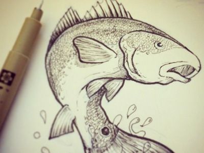 400x300 Redfish Study Draw - Redfish Drawing